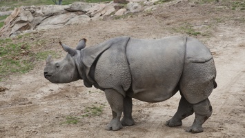 321-0567 Safari Park - Black Rhino
